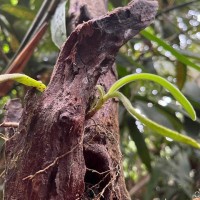 Trichotosia thwaitesii (Trimen) Ormerod & C.S.Kumar